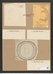 Campylodiscus eximius Greg. (de-Toni-Nr.: Genus 57, Species 2507) Zeichnungen Sammlung Grunow Nr. 5014 (NHMW-BOT-W0373266)